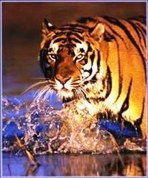 Tiger-Posters.jpg, 16 KB