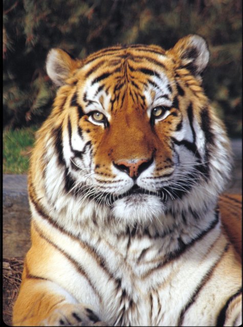 tiger_n1.jpg, 369 KB